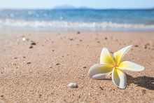 White Flower On Sand Beach