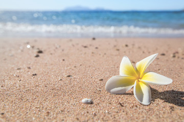 white flower on sand beach