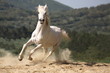Weißes Araber Pferd frei laufend 