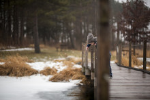 Mid Distance View Of Boy Playing On Wooden Footbridge Over River During Winter At Park