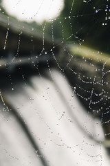 Wet Spider Web