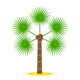 Fototapeta Mapy - Palm tree / tropical plants isolated on white background for site header, footer, web banner, flyer or postcard, modern flat design conceptual style. Vector illustration.