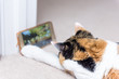 © Kristina Blokhin - Closeup back of calico cat's head looking at smartphone mobile cell phone video of birds and animals on carpet floor indoor inside house