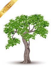 Wall Mural - Beautiful tree Realistic  on a white background.