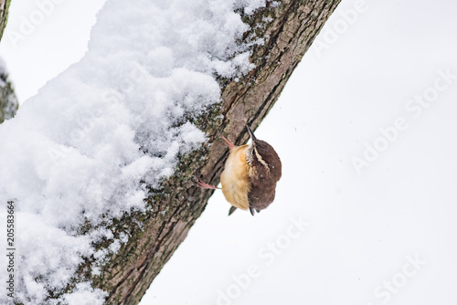 Fotografie, Obraz Closeup of one small brown carolina wren bird sitting perched on tree branch tru