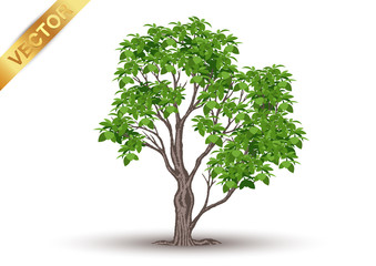 Wall Mural - Beautiful tree Realistic  on a white background.