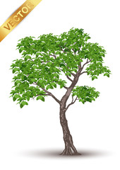 Wall Mural - Beautiful tree Realistic  on a white background.