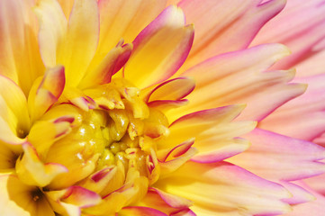 Close-up of Sunset Dahlia flower.