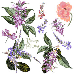 Fototapete - Collection of vector realistic field flowers