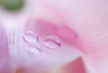 Pink Tulips With Water Drops