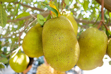 Wall Mural - Jackfruit in thailand