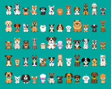 Fototapeta Fototapety na ścianę do pokoju dziecięcego - Different type of vector cartoon dogs