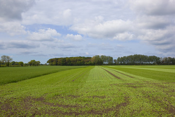 Sticker - Springtime rolled wheat crop