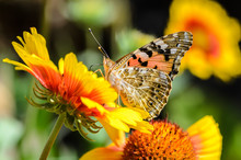 Butterfly Collects Nectar From Yellow Flowers