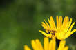 Osa zbiera nektar z żółtego kwiata