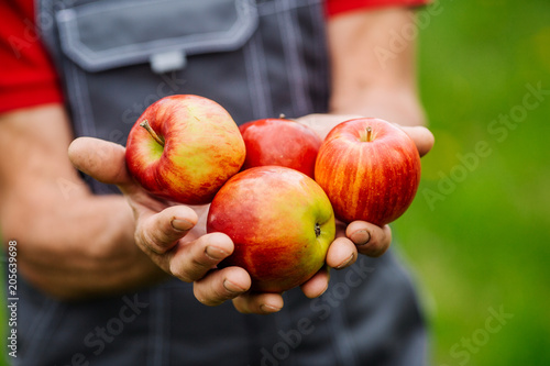 Fotomural Mans hands with freshly harvested apples