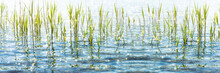 Sunshine In The Grass At The Waterside Panorama