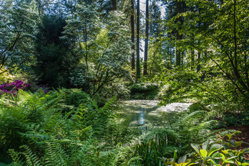 Poster - Pond And Ferns 3