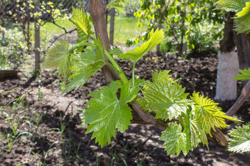 Wall Mural - Young vine under the sun