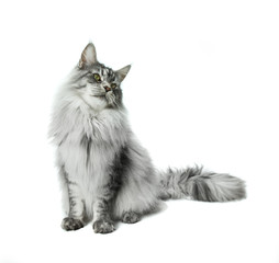 Canvas Print - Maine Coon sitting and looking away, isolated on white