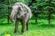 Indian elephant in the park on a background of green trees