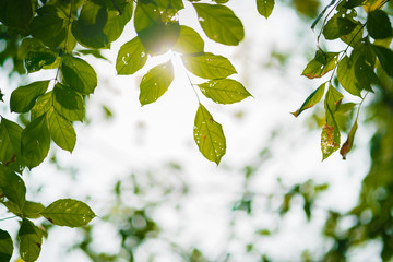 green fresh leaf tree closeup with morning sunlight flare with blur background