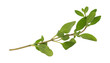 Branch of organic marjoram on a white background.