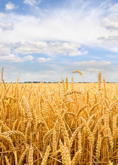 Field wheat in period harvest on background cloudy sky