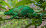 Fototapeta Zwierzęta - Chameleon in the primeval forests of the Andasibe National Park, Eastern Madagascar