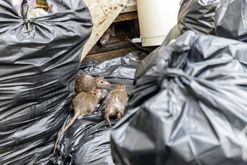 Mice in the garbage, old foam and black bags. Selective focus.