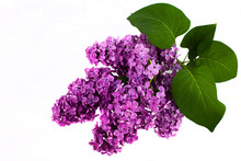 Branch Of A Lilac Isolated On White Background