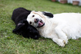 Fototapeta Zwierzęta - Purebred black newfoundland puppy playing with a white golden retriever adult dog