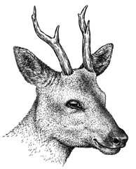 black and white engrave isolated deer illustration