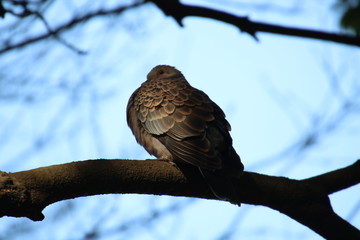 Bird taking a rest on the tree