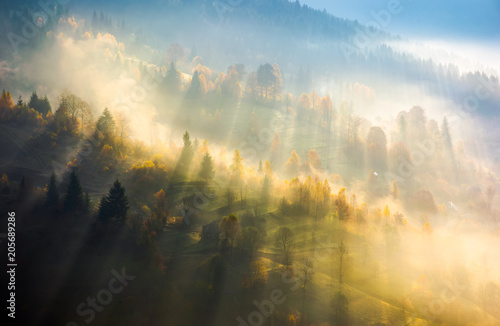 mgla-nad-lasem-w-swietle-poranka-piekna-przyroda-drzewa-z-zoltymi-liscmi-na-wzgorzach-jesienia-niesamowita-atmosfera-w-karpatach