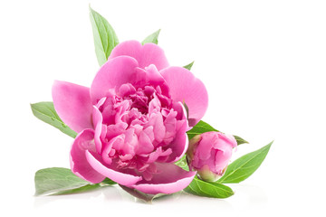 Poster - Peony flowers isolated on white