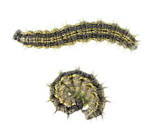 Older Caterpillar Of Small Tortoiseshell Or Aglais Urticae Isolated On White Background