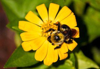 Yellow flower with bee and pollen