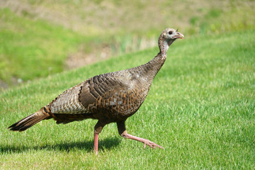 Wall Mural - close up on the wild turkey walking on the meadow