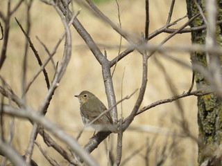 Wall Mural - Hermit Thrush