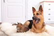 © New Africa - Adorable cat and dog resting together on fuzzy rug indoors. Animal friendship