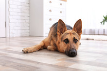 Adorable German Shepherd Dog Lying On Floor Indoors