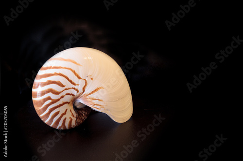 Fotografie, Obraz Chambered Nautilus seashell Nautilus pompilius pompilius