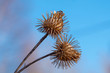 closeup on dry burdock seed head or burr against blue sky