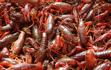Close Up On The Small Red Lobsters
