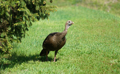 Wall Mural - close up on the wild turkey walking on the meadow