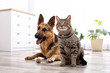 © New Africa - Adorable cat and dog resting together at home. Animal friendship