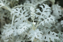 Top View Of Dusty Miller Plant