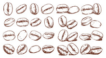 Coffee Beans, Sketch, Vector Drawing Set, Ingredient, Doodle Design