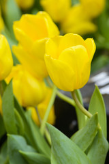 Wall Mural - Beautiful yellow tulip flower